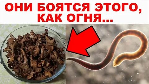 Борьба с паразитами