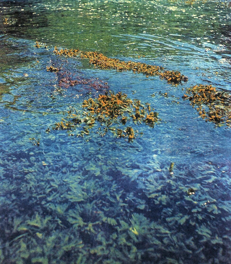 Уруть водная. Уруть Болотная. Заросли бурых водорослей. Водоросли белого моря фукус.