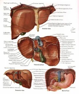 Анатомические доли печени