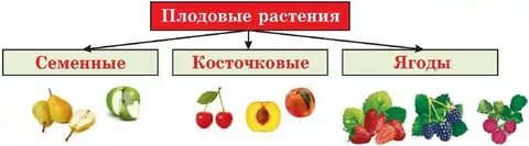 Плодовых культур институты