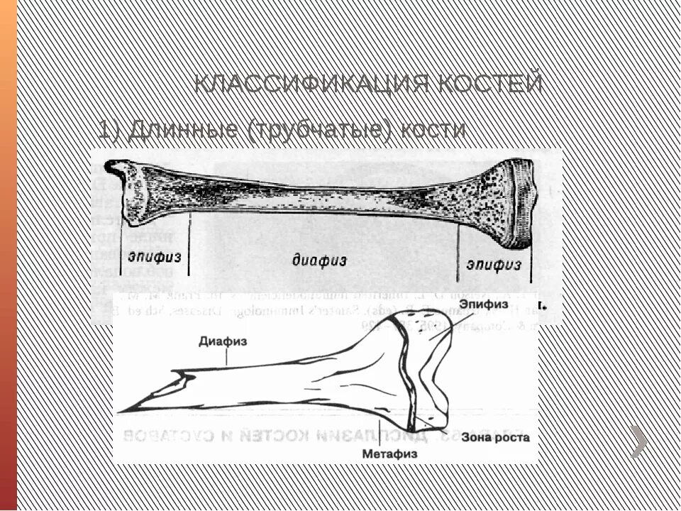 Тело длинной трубчатой кости. Строение трубчатой кости метафиз. Диафиз метафиз бедренной кости. Трубчатая кость строение метафиз. Эпифиз метафиз бедренной кости.