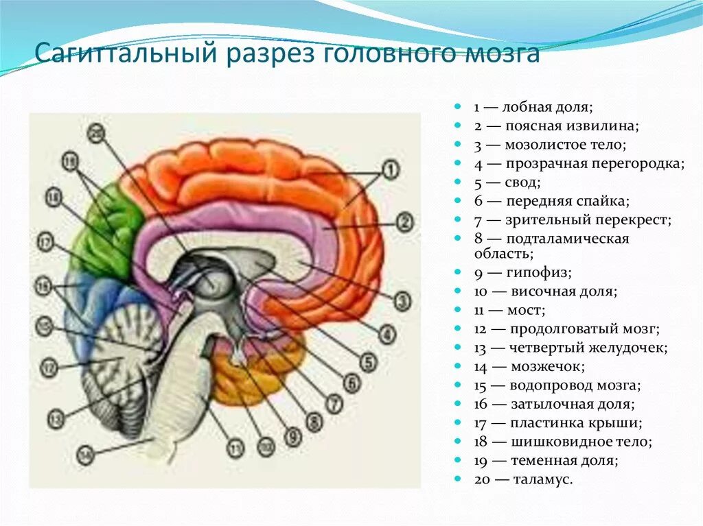 Как головной мозг связан с другими органами. Схема внутреннего строения головного мозга. Продольный разрез головного мозга схема. Строение головного мозга спереди. Медиальный разрез головного мозга.