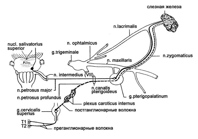 Иннервация и рефлексы. Вегетативная иннервация слезной железы схема. Иннервация слезной железы схема. Парасимпатическая иннервация слезной железы. Симпатическая иннервация слезной железы осуществляется.