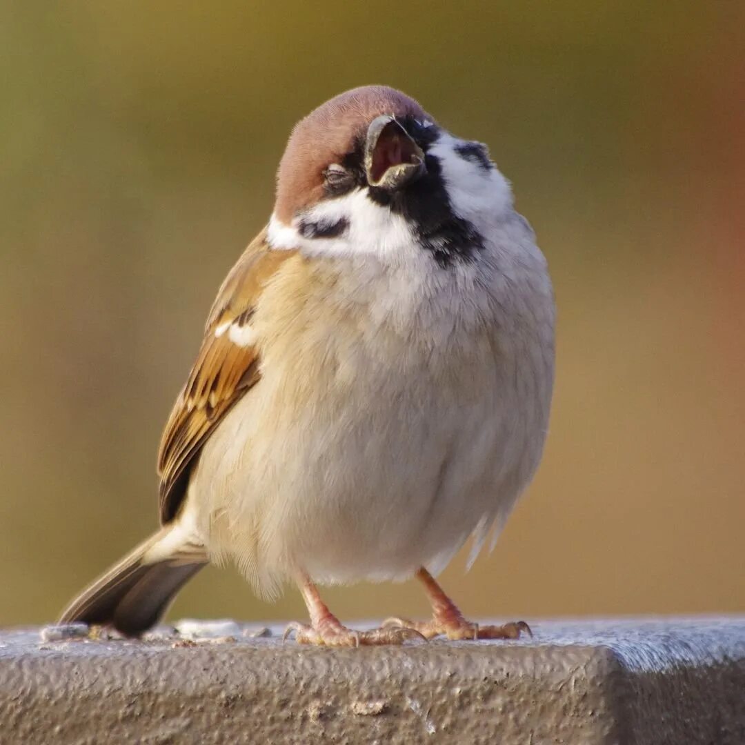 милые воробьи. воробей прыгает. каштановый воробей. злой воробей. забавные воробьи.