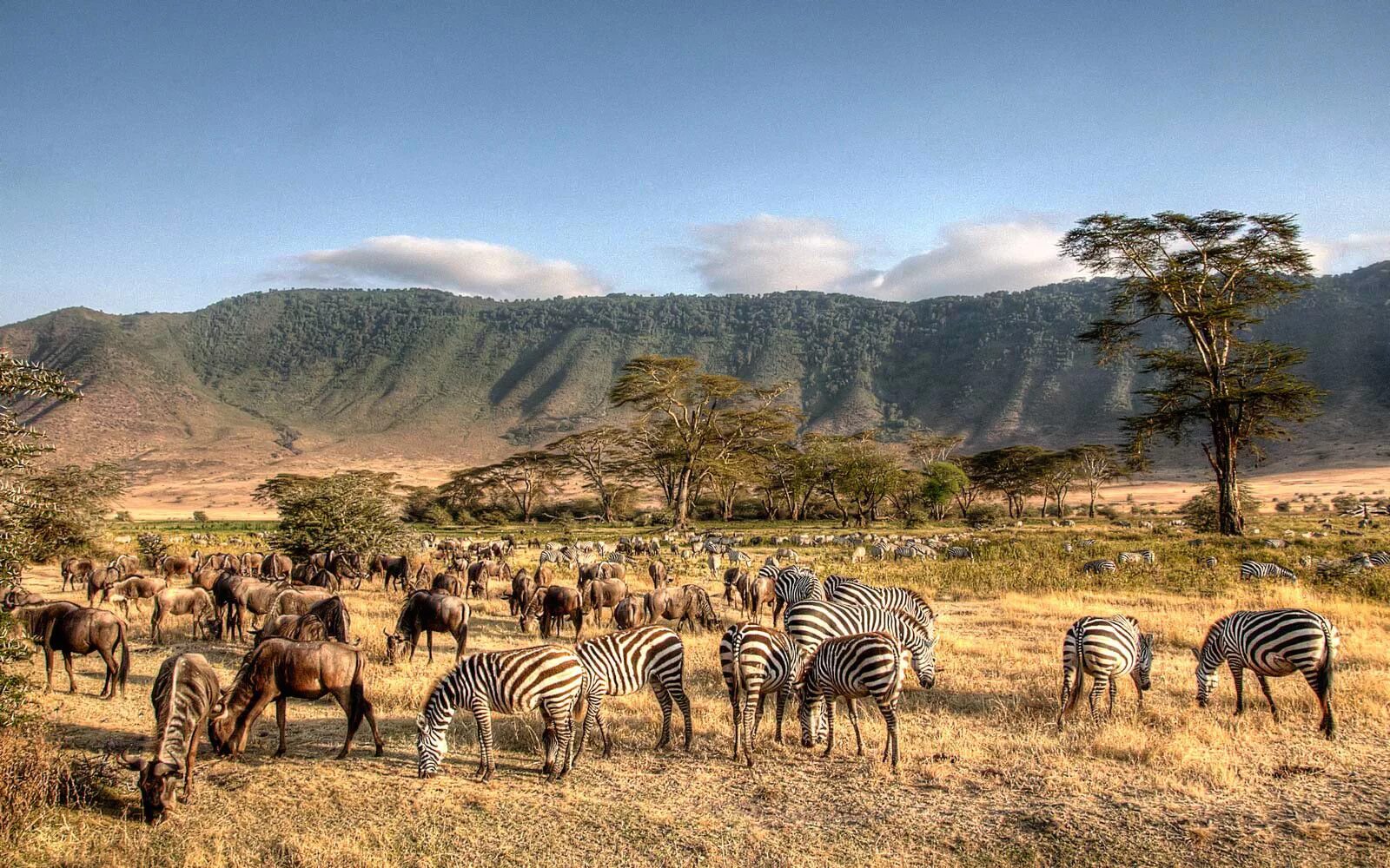 Особенности страны танзания. Нгоронгоро Танзания сафари. Парк Нгоронгоро в Танзании. Национальный парк Килиманджаро в Танзании. Килиманджаро национальный парк Серенгети.