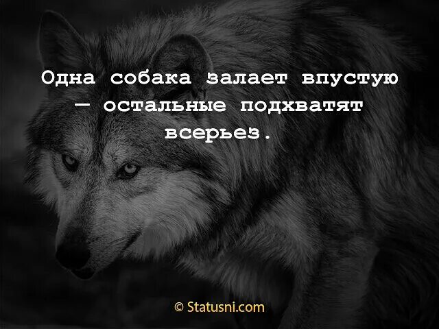 Одна собака залает впустую остальные подхватят всерьез. Одна собака залает впустую. Залаявшая собака. Одна собака залает впустую остальные статусы.