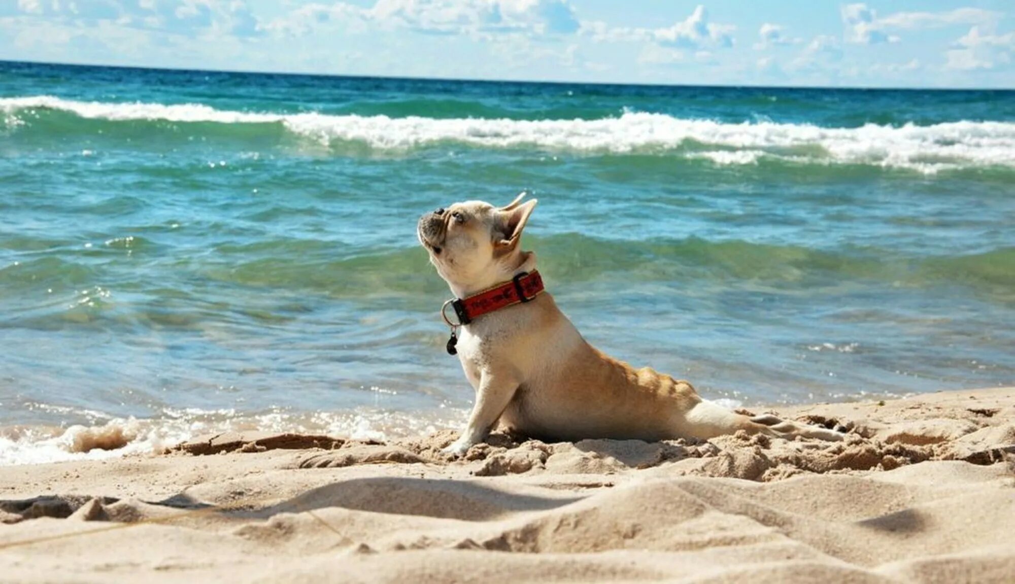 Веселое морская 1. Собака на море. Собака на пляже. Животные моря. Лето животные.