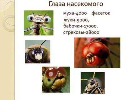 Глаза насекомых состоят из