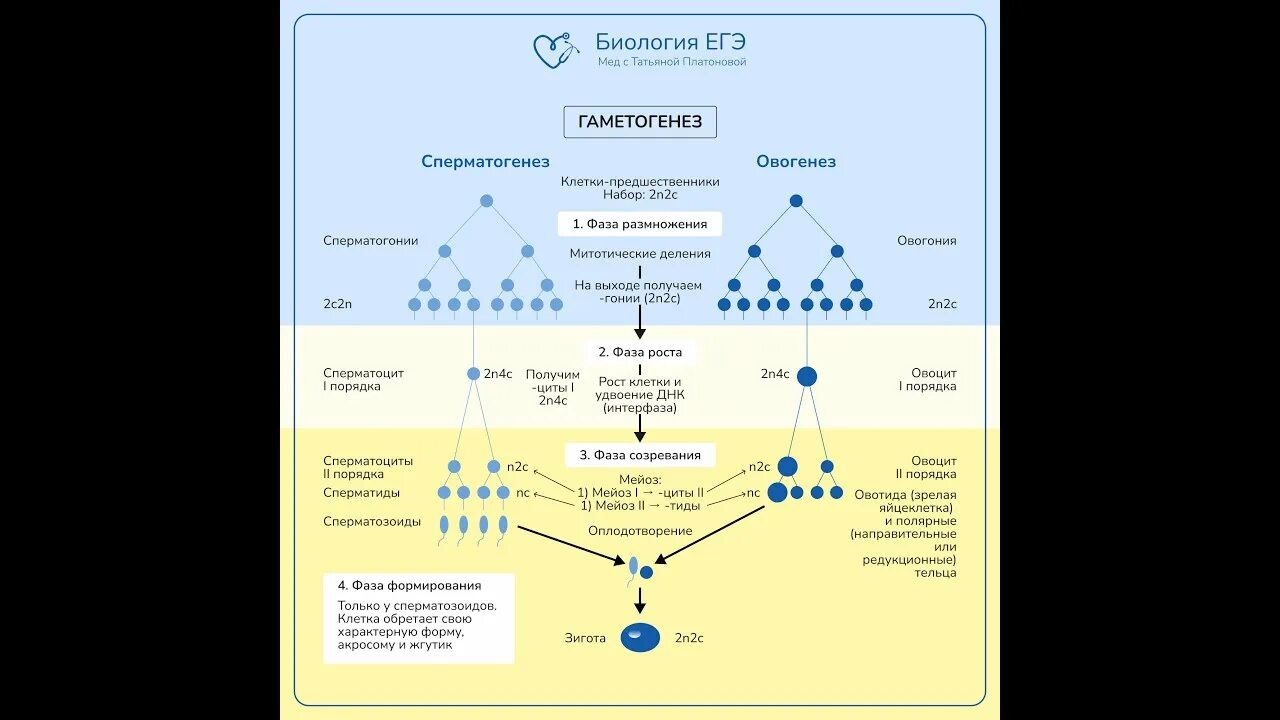 Сперматогенез схема ЕГЭ биология. Овогенез и сперматогенез ЕГЭ биология. Овогенез схема ЕГЭ. Схема гаметогенеза ЕГЭ биология. Гаметогенез интерфаза