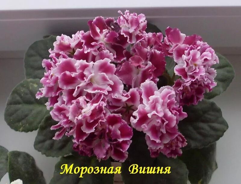Морозная вишня. Морозная вишня морев. Фиалка морев морозная вишня. Сорт фиалки морозная вишня. Морозная вишня морев.