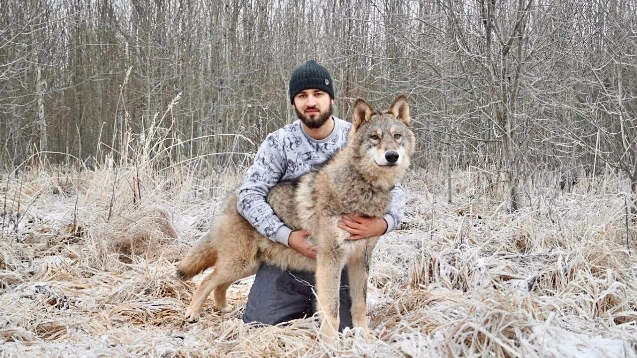 Самый главный волк. Волкособ Акелла.