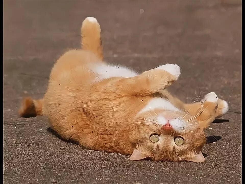 Как сделать рыжего кота