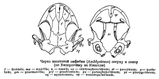 Череп амфибий. Строение черепа лягушки вид сверху и снизу. строение черепа амфибий. мыщелки на черепе амфибий.