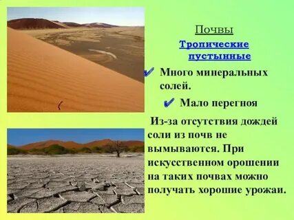 Природная зона пустыни почвы