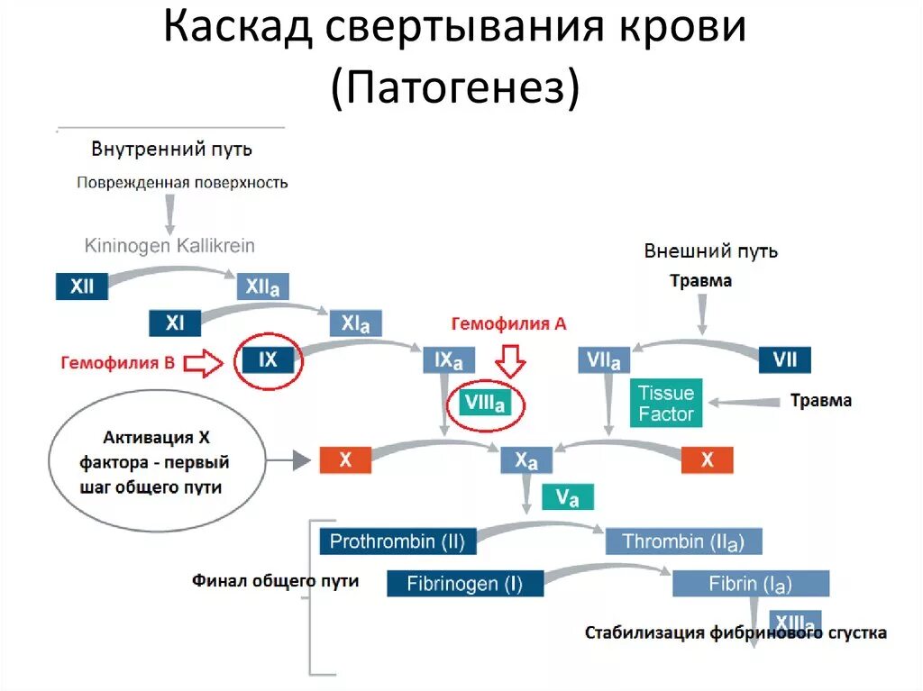 Факторы свертывания крови гемофилия. Патогенез нарушения свертываемости крови. Каскадная схема свертывания крови. Гемофилия патогенез схема.