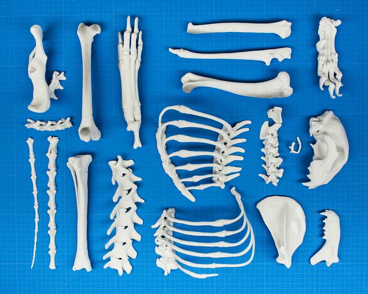 Bones model