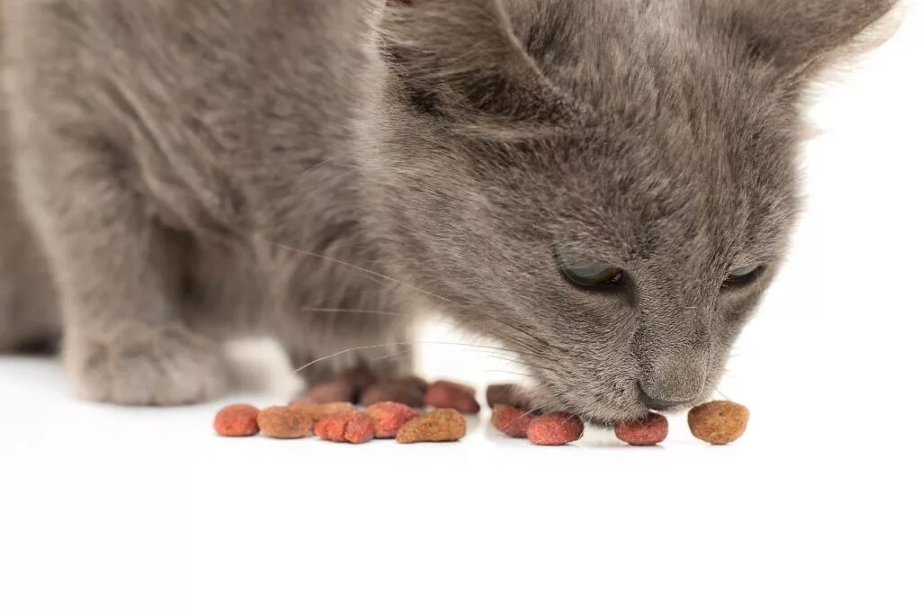 Отказ от еды у кошек. Корм для кошек. Кот ест сухой корм. Кошачий корм серый. Серый кот ест.