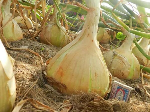 Надо ли поливать лук. Здоровенная луковица. Лук репчатый свежий урожай, Узбекистан.