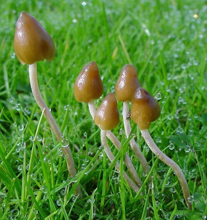 Psilocybe semilanceata. Псилоцибе полуланцетовидная. Псилоцибиновые грибы полуланцетовидная. Галлюциногенные грибы псилоцибе.