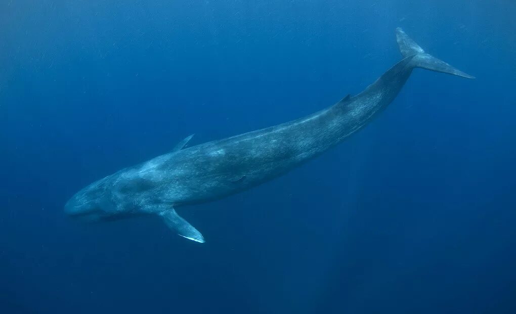Самое большое животное в мире. Голубой кит Balaenoptera musculus. Синий кит (голубой кит). Синий кит блювал. Синий кит самый большой кит.