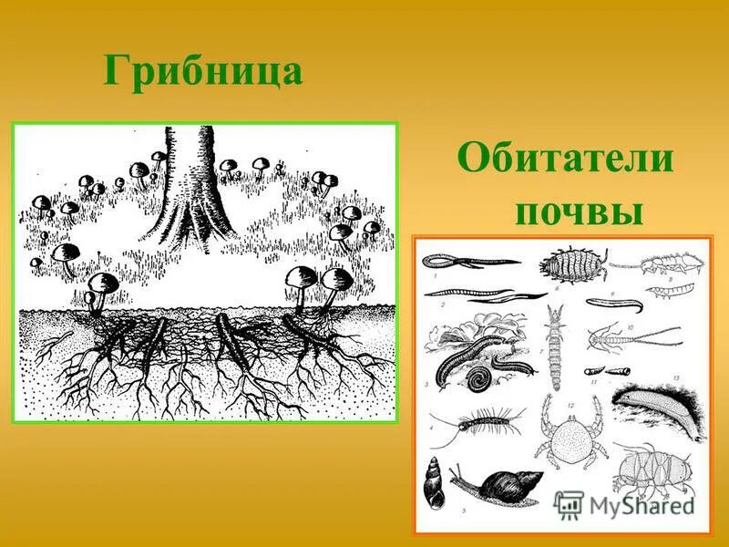 почвенные обитатели. почвенные животные. почвенные животные. обитатели почвы 3. сообщение о обитателях почвы.