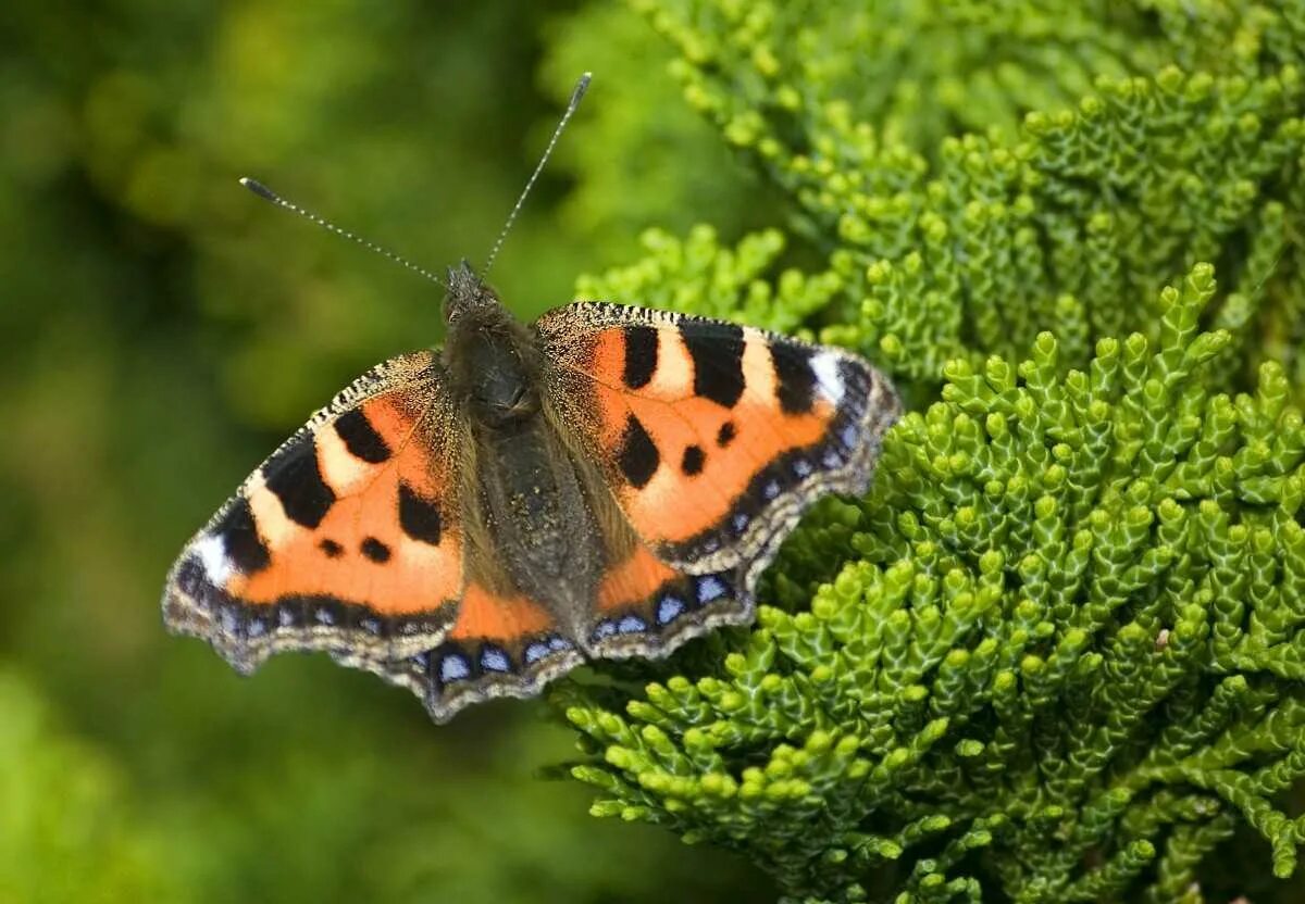 Крапивница Aglais urticae. Бабочка крапивница обыкновенная. Насекомое Aglais urticae. Черепаховая бабочка.