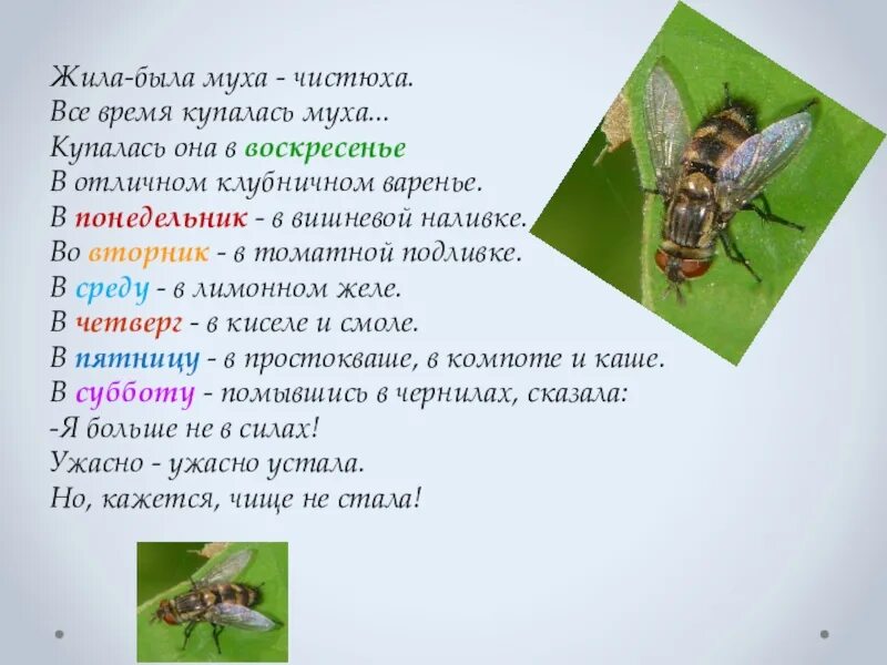 Детям про муху. Стихотворение Муха. Стих про муху. Стих про муху смешной. Стишок про муху для детей.