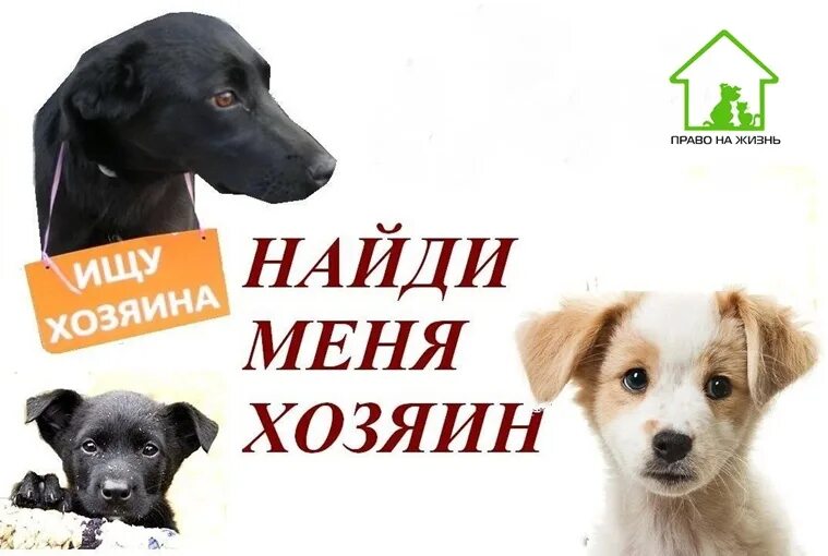 Щенок ищет хозяев. Собака ищет дом. щенок ищет хозяина. фотоальбом собаки ищут дом. ищу хозяина для собаки.