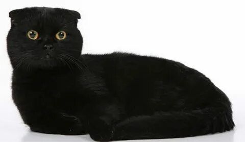 Черный окрас шотландских кошек