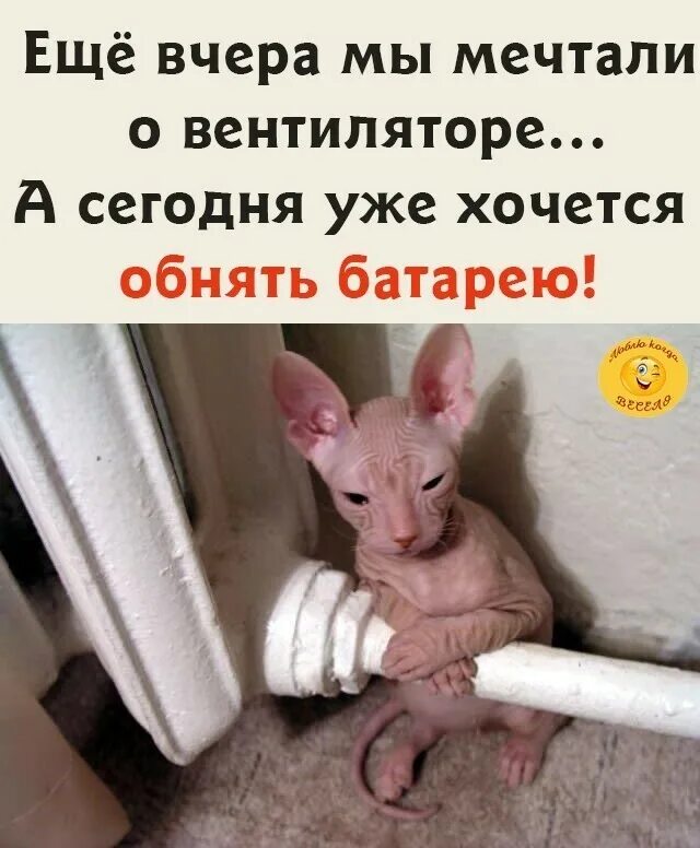 сфинкс на батарее