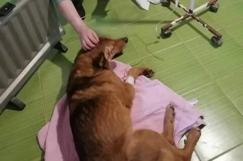 Щенок ударился головой