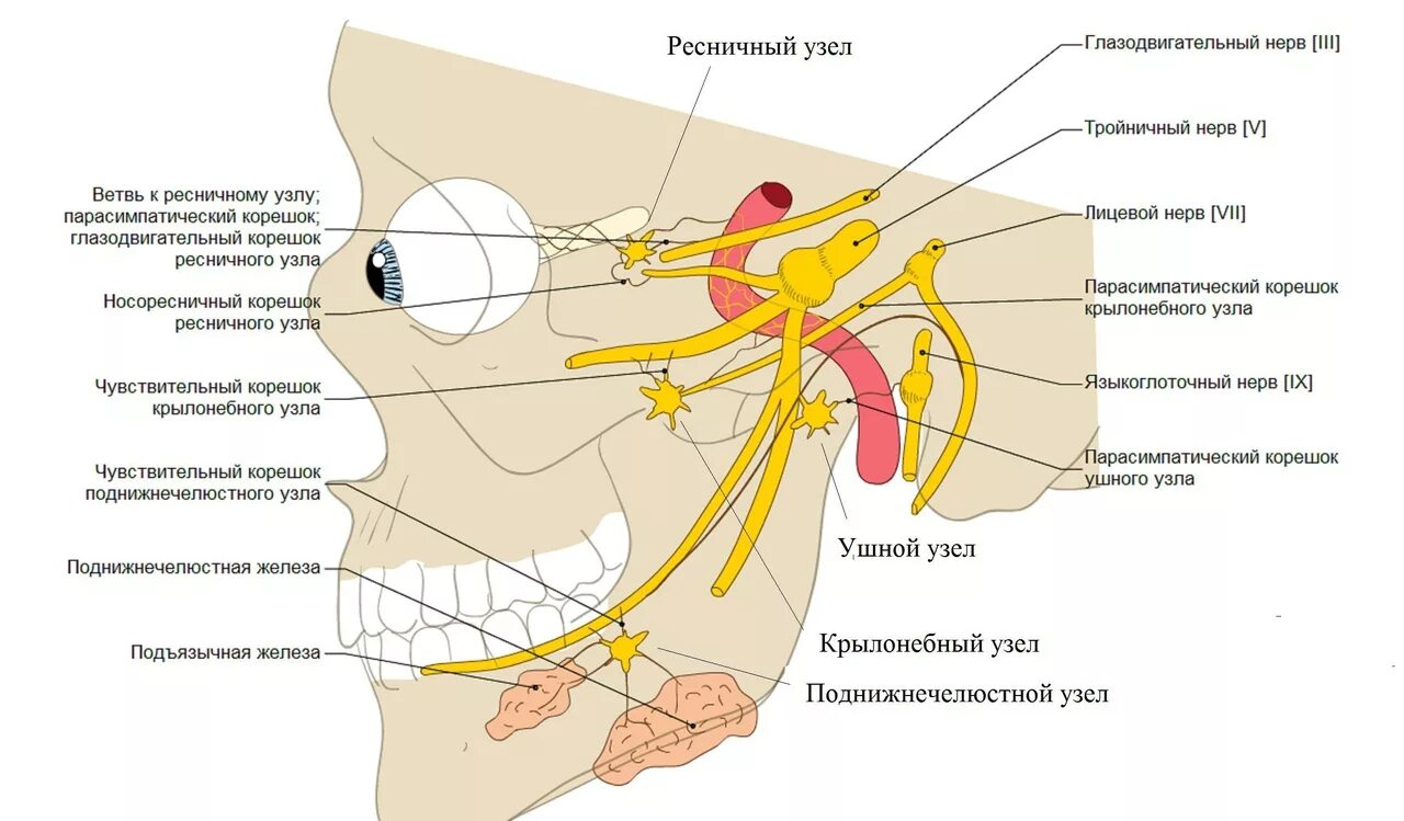 Ресничный узел анатомия. Тройничный нерв анатомия ветви схема. Крылонебный узел тройничного нерва. Строение уха блуждающий нерв. Нервы лицевой области