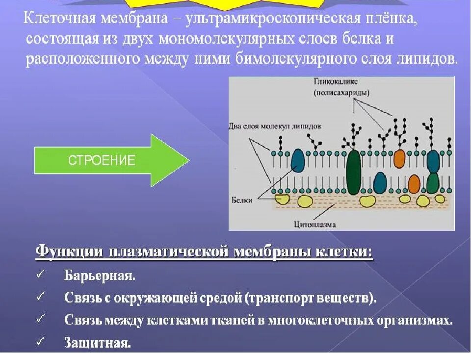 Клеточная мембрана это молекулярная структура впр физика. Строение плазматической мембраны. Клеточная мембрана процесс. Внутриклеточные мембраны. Расположение клеточной мембраны.