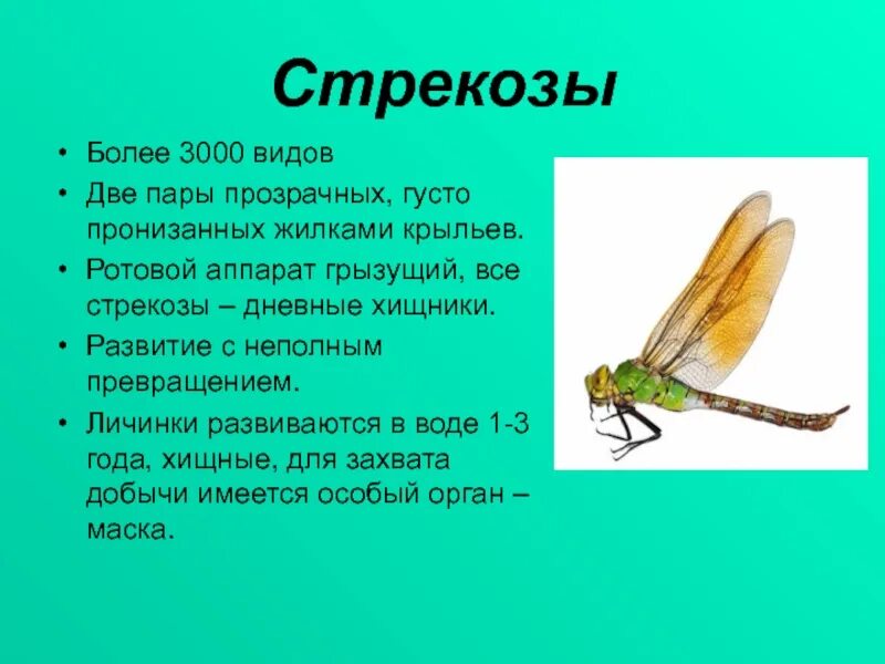 Сообщение класс насекомых. Характеристика отряда стрекозы. признаки отряда стрекозы. представители стрекоз 7 класс биология. стрекозы отряд насекомых.