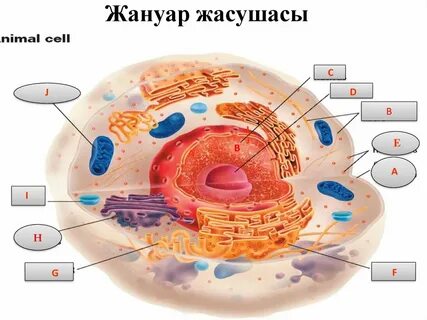 Жануар жасушасында жиналады