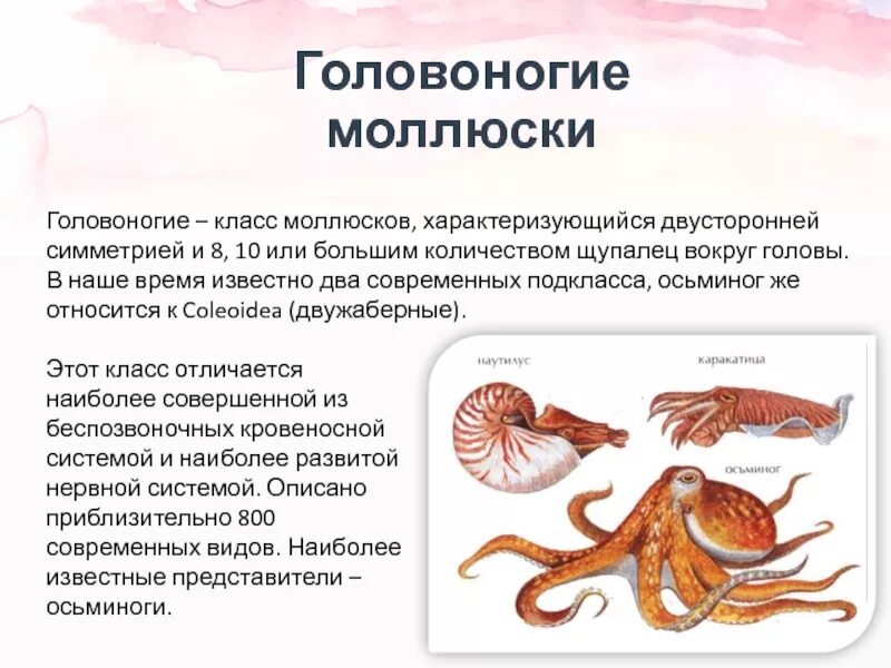 Головоногие какой тип. Раковина у головоногих биология 7 класс. головоногие питаются преимущественно. представители класса головоногие 7 класс. представители класса раковина головоногие моллюски.