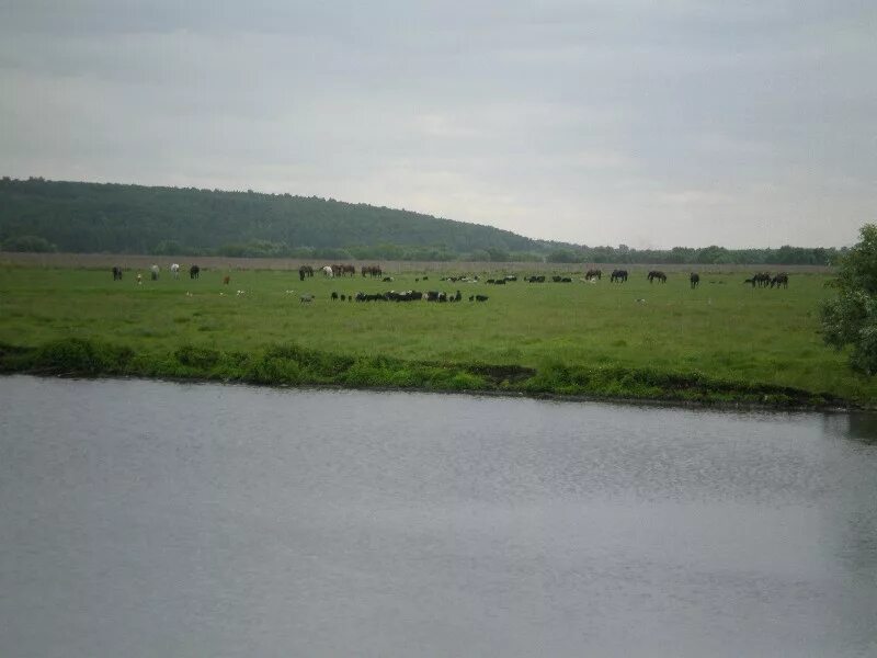 Кочалейка Каменский район Пензенская область. Село Кочалейка Пензенская обл. Село Мочалейка Каменского района Пензенской области. Село Клейменовка Пензенская область Каменский район.