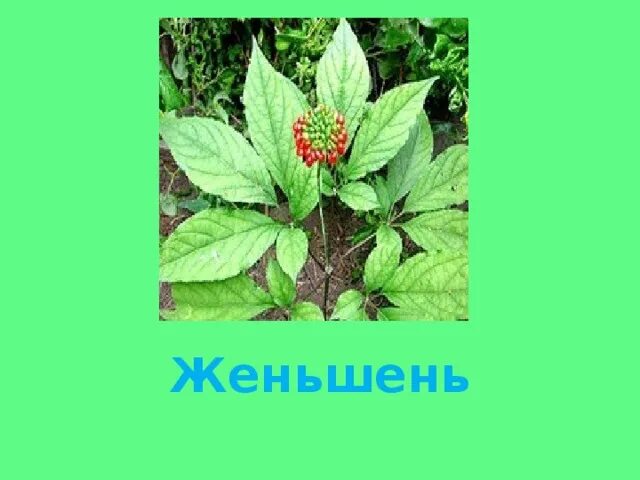 Ginseng for препарат для повышения потенции. Женьшень могилев. Женьшень сила жизни с сабельником. Растение похожее на женьшень. Визуально похожие растения на женьшень.