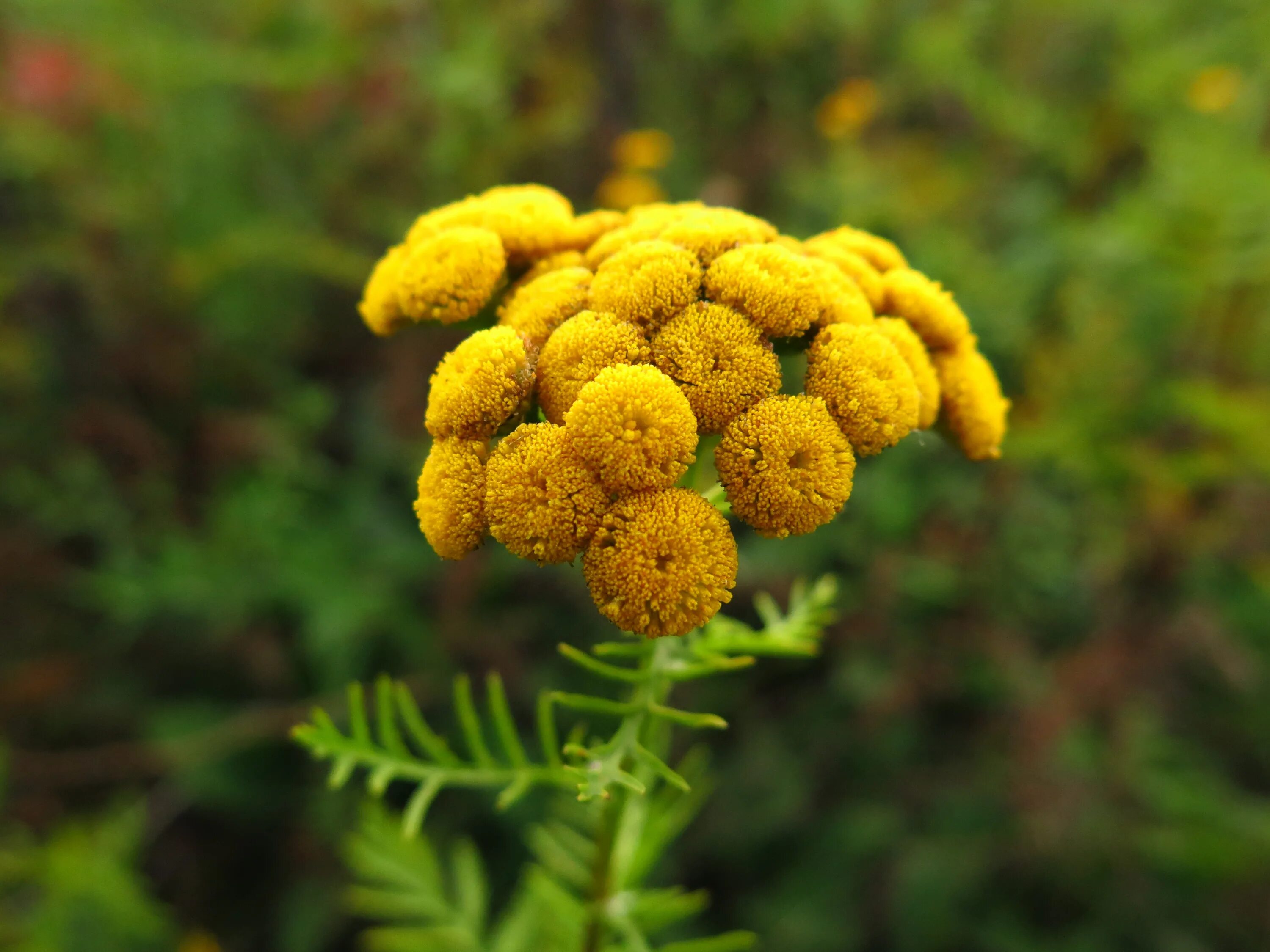 Пижма обыкновенная растение. Пижма Tanacetum vulgare. Пижма обыкновенная цветет. Пижма (раст. Сем. Сложноцветных).