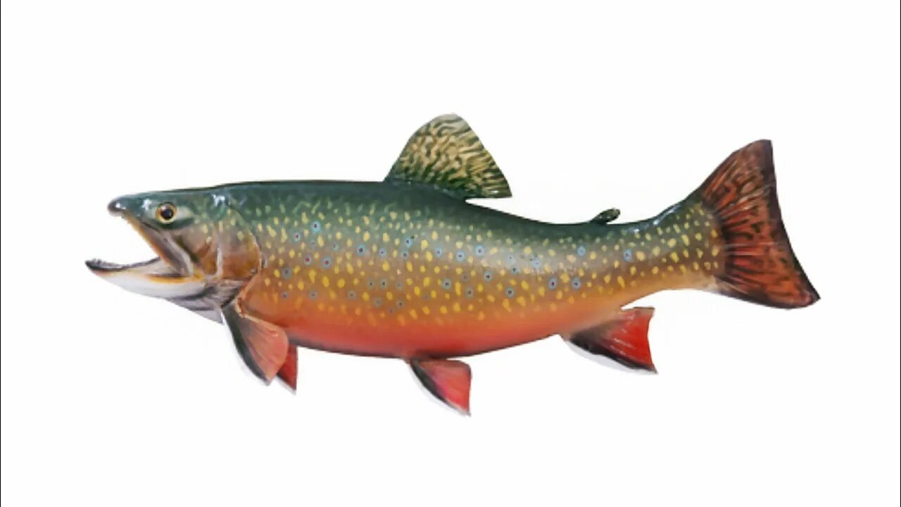 Палия рыба семейства лососевых. Когда праздник смалия палия. День преподобного антония великого. Ладожский лосось палия. Голец палия.