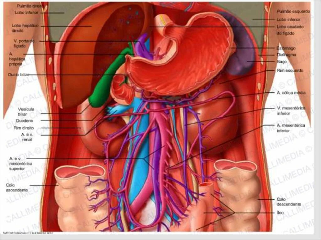 Строение внутренних органов брюшной полости. Анатомия органов человека брюшной полости. Анатомический атлас органы брюшной полости. Анатомический атлас брюшная полость мужчины.