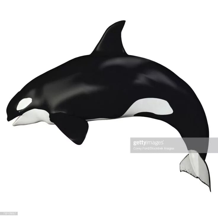 Orca profiles