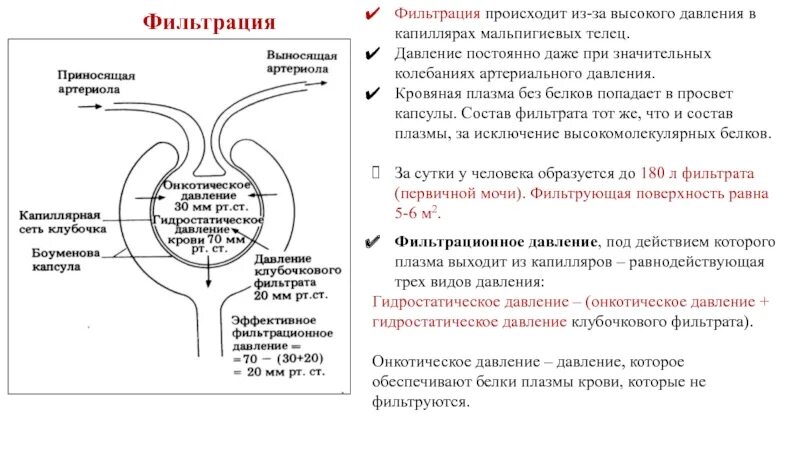 Высокое давление в капиллярном клубочке. Давление крови в капиллярах мальпигиева клубочка. Фильтрационное давление в капиллярах. Фильтрация происходит в _________ капилляра. Давление крови капиллярных клубочков.