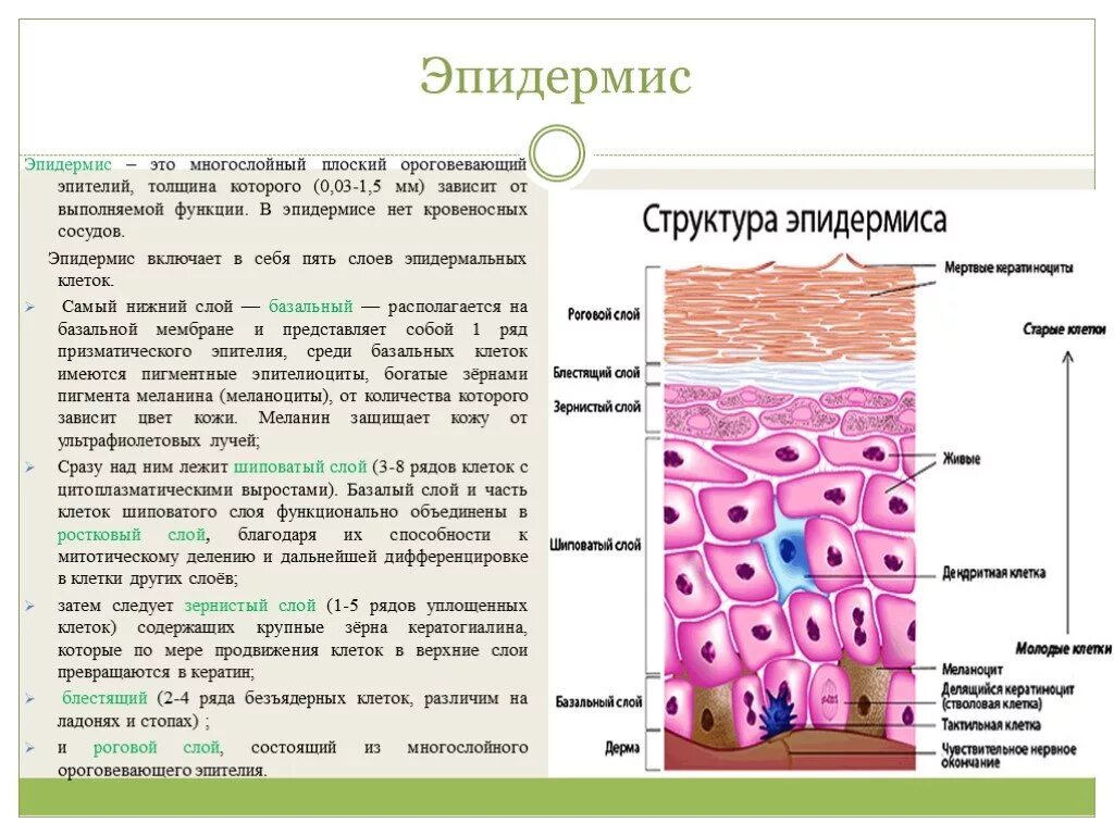 Кожа строение послойное эпидермиса. Строение кожи роговой слой эпидермис дерма. Эпидермис структура слоев кожи. Характеристика рогового слоя эпидермиса. Кожа способна к