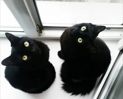 Черный кот 2