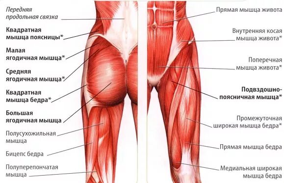 Передняя группа мышц тазобедренного сустава. Мышцы задней поверхности бедра анатомия. Ягодичные мышцы анатомия строение. Передняя группа мышц бедра:передняя группа мышц бедра. Место ниже бедра