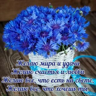 День василька