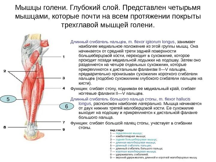 Длинный сгибатель стопы. Медиальная группа мышц голени анатомия. Мышцы и сухожилия задней поверхности голени. Глубокие мышцы голени задней группы. Мышцы сгибатели голени анатомия.