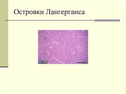 Островки лангерганса