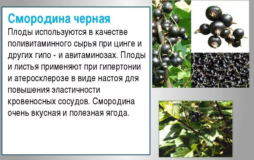 Листья черного польза. Лекарственные плоды. Смородина лекарственное растение. Плоды черной смородины. Смородина для давления.